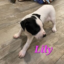 Adopt a dog:Lily/Black Mouth Cur/Female/Baby,Meet Lily!
Lily is a typical sweetheart puppy. When she is not napping, Lily enjoys playing with her brother Duke. Her litter was born in our care. Her mom, Callie, was found pregnant on the streets of Pasadena Texas. Lily and her 10, (sadly 2 were stillborn), siblings were born on October 1st, 2023.

Lily will make a great addition to anyone's life that is looking for a loving, sweet and playful companion.