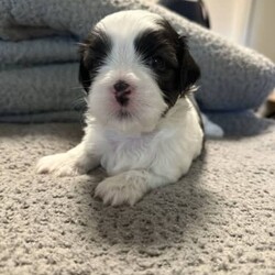 Maltese x Shitzsu/Shih Tzu/Female/Younger Than Six Months,Maltese x shitzu puppies for saleWill be ready early January