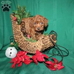 Sleighbells/Toy Poodle									Puppy/Female	/9 Weeks,Say hello to this bright red little Toy Poodle puppy with a heart of gold! Both parents are AKC registered and health tested so you know you are getting the very best puppy you can! Sleighbells is very sweet and loves attention. She is well socialized with children! All of our puppies are up to date on shots and dewormer and vet checked. If you would like to learn more about Sleighbells please contact us today!