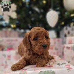 Esma/Cavapoo									Puppy/Female	/5 Weeks,Our family pet had puppies. Esma is an adorable F1B Cavapoo who is well socialized and loves to play with kids. Raised in our home with extra love and care. 