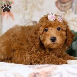 Juice/Mini Goldendoodle									Puppy/Female	/10 Weeks,Juice is not just a puppy.. she’s a darling Mini Goldendoodle, a bundle of love waiting to become your loyal companion! Spend a little time with her and she’ll will stick by your side no matter what, this breed is known for it’s loyalty. Playtime is no joke to her, and she will always find a way to make you smile, whether its snuggling up to you on the couch or running around the house. With a silky, soft coat and deep brown, puppy-dog eyes, this little girl will steal your heart from the very first minute you see her. Don’t miss a lifetime of tail wags and puppy dog kisses make her yours today!