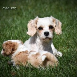 Mitzy/Cavapoo									Puppy/Female	/6 Weeks,To contact the breeder about this puppy, click on the “View Breeder Info” tab above.