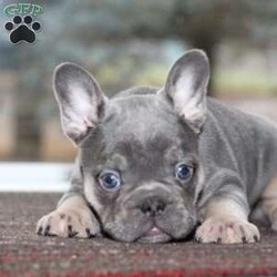 Lacey/French Bulldog									Puppy/Female	/6 Weeks, This sweetheart is a dream come true. She loves to play and will smother you with lots of hugs and kisses. She comes with full akc registration, micro chipped and vet papers as well. Please give me a call or send me a text and i would be happy to answer any questions, she cant wait to meet you!