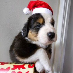 Australian Shepherd Pups for Sale/Australian Shepherd Dog/Female/Younger Than Six Months,*UPDATE 14/12/23 - Puppies are ready for visits. Bookings are essential and filling fast. A few spots are left for the upcoming weekend. Must have done the screening first.Introducing Sandcastle Aussies' Spectacular Litter of Purebred Australian Shepherds!Meet Our Lovable Aussie Pups•	Date of Birth: November 12th 2023•	Rehome From: January 7th 2024•	Blue Merle’s (Males only) and Black Tris (Both Male and Females)•	Breeder Registration: Sandcastles Aussies, BIN# B001082567, RPBA No#11549Family Companions•	Highly sociable, raised around children and other animals•	Parents boast strong family lines with farm experienceHealth & Wellness•	Regular vet checks for both Pup’s and Parents•	Wormed, Vaccinated, Microchipped, and Vet health checked•	Parents DNA tested shared if requestedWe include•	A small puppy packs for their new homes.•	6 Weeks Pet Insurance (activation & acceptance of T&C's required).•	Updates and photos documenting their early journey.Pricing & Varieties•	We charge more for Merles and Females•	Vaccinated and health checked before leaving.•	Desexing: Please discuss, as it depends on the pup's welfare, age, and development.Home Visits•	Bookings essential for required visits•	For interstate buyers, F2F meetings via Facetime or Zoom are required.Interstate Transport•	Door-to-door transport organised at buyer's expense.Verification•	Check us out on the RPBA website.•	Mother microchip: 93400090262488Application Process•	Applications filling fast! (We have a 5 Step Approval Process)•	Initial Contact and Screening:1a. Prospective owners are required to send a brief email to san******@******com, introducing themselves and explaining their interest in adopting a new family member. REVEAL_DETAILS 1b. The email should include your contact number and a preferred time for a follow-up phone or video call. Please provide information to your comfort level without disclosing sensitive personal details.1b. Additionally, we require a non-family personal reference, along with the name and contact details of your intended veterinarian.Discover the Heart and Soul of Sandcastles AussiesAt Sandcastle Aussies, our puppies are more than just pets; they are an integral part of our large, loving family. Nestled in the warmth of our family home, surrounded by children's laughter and the companionship of other pets, our Australian Shepherd puppies grow in an environment filled with love, care, and social interaction.From their first breath, these puppies are raised inside our home, ensuring they are well-adjusted, sociable, and familiar with the daily rhythms of family life. This early exposure to a diverse range of experiences shapes them into well-rounded, confident, and affectionate companions, ready to seamlessly integrate into their new homes.Our commitment to the well-being and proper placement of each puppy extends far beyond our doorstep. With the last litter, we have proudly placed our puppies all over Australia – 2 in Western Australia, 2 in South Australia, 2 in Victoria, 1 in Queensland, and 3 in New South Wales. Each of these puppies has become a cherished member of their new families, and their owners can attest to the meticulous care, effort, and love we invest in every stage of our puppies' development and training.The families of our past litters stand as a testament to our honesty, care, and unwavering commitment to ensuring that every puppy only goes to a loving, nurturing environment. Their experiences with our puppies are a true reflection of our dedication as responsible breeders.At Sandcastle Aussies, we pride ourselves on being far more than just breeders; we are guardians of a family legacy that spans over 60 years. Our extensive history in breeding is a clear statement of our passion and commitment. We are not 'backyard breeders'; we are custodians of a rich heritage, dedicated to the health, well-being, and happiness of every Australian Shepherd that comes from our home.