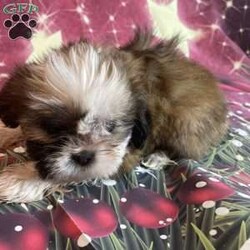 Vanessa/Shih Tzu									Puppy/Female	/9 Weeks,To contact the breeder about this puppy, click on the “View Breeder Info” tab above.