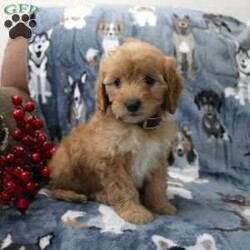 Krista/Mini Goldendoodle									Puppy/Female	/7 Weeks,Say hello to this adorable Mini Goldendoodle puppy with lots of puppy love to share! Each puppy is up to date on shots and dewormer and vet checked. We offer an extended health guarantee as well. If you are searching for a well socialized puppy to add to your home contact us today!  