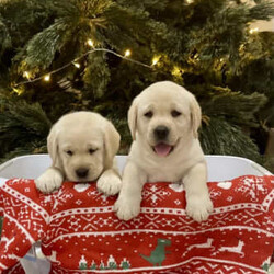 Pedigree Labrador puppies/Labrador Retriever/Female/Younger Than Six Months,BEAUTIFUL PEDIGREE PUPPIESWe have a litter of beautiful Labrador puppies. The puppies are all playful and sweet.The puppies will be wormed every 2 weeks till they are 8 weeks.The puppies will come microchipped, vaccinated, vet checked, and with pedigree papers.They will also come with a starter pack with what food we have been using and how much to feed your little fur baby.Both parents have excellent hip and elbow scores.Mothers hip 3 and elbows 0Fathers hips 0 and elbows 0Father is an Australia champion.Mother is from all Australian champion bloodline. The puppies were born in the 13/11/23 and will be ready to be picked up 07/01/24.Please feel free to call or text Ruth ******6877 or Kate ******6764 REVEAL_DETAILS 