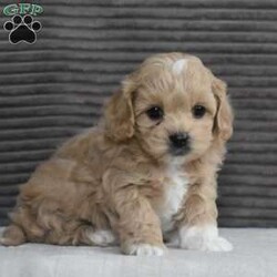 Mitzy/Cavapoo									Puppy/Female	/6 Weeks,To contact the breeder about this puppy, click on the “View Breeder Info” tab above.