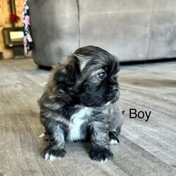Shih Tzu ready now/Shih Tzu/Both/Younger Than Six Months,Litter of 5 - 3 left Shih Tzu Puppies ready nowBORN: 5TH NOVEMBER 2023 - READY FOR THEIR FOREVER HOMESBoy TricolourBoy Black and white1 GIRL Black white chestPUPPYS ARE VACCINATED AND CHIPPED AND VET CHECKEDGorgeous little chatacters. Perfect family pet! 
