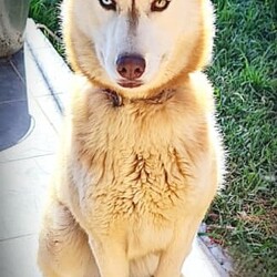 Pure Breed: Siberian Husky Puppies (1 White Boy LEFT!)/Siberian Husky/Both/Younger Than Six Months,Registered Breeder with National Companion Pets Institute: 9003093Our puppies are raised in a loving family environment with plenty of socialization and attention. We take great care to ensure that each puppy is healthy, happy, and ready to become a beloved member of your family.So why wait? Contact us today to learn more about our available Siberian Husky puppies and find your new best friend!Please conduct research on the breed before considering a husky for your family.Availability (Available from 08 December 23) :Boy 1 White = HomedBoy 2 White = AvailableBoy 3 Sable/White = HomedGirl 1 White = HomedGirl 2 White = Homed