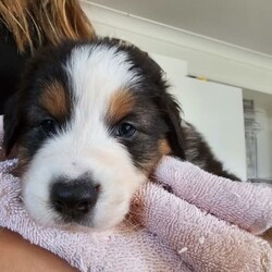 Australian Shepherd Pups for Sale/Australian Shepherd Dog/Female/Younger Than Six Months,*UPDATE 14/12/23 - Puppies are ready for visits. Bookings are essential and filling fast. A few spots are left for the upcoming weekend. Must have done the screening first.Introducing Sandcastle Aussies' Spectacular Litter of Purebred Australian Shepherds!Meet Our Lovable Aussie Pups•	Date of Birth: November 12th 2023•	Rehome From: January 7th 2024•	Blue Merle’s (Males only) and Black Tris (Both Male and Females)•	Breeder Registration: Sandcastles Aussies, BIN# B001082567, RPBA No#11549Family Companions•	Highly sociable, raised around children and other animals•	Parents boast strong family lines with farm experienceHealth & Wellness•	Regular vet checks for both Pup’s and Parents•	Wormed, Vaccinated, Microchipped, and Vet health checked•	Parents DNA tested shared if requestedWe include•	A small puppy packs for their new homes.•	6 Weeks Pet Insurance (activation & acceptance of T&C's required).•	Updates and photos documenting their early journey.Pricing & Varieties•	We charge more for Merles and Females•	Vaccinated and health checked before leaving.•	Desexing: Please discuss, as it depends on the pup's welfare, age, and development.Home Visits•	Bookings essential for required visits•	For interstate buyers, F2F meetings via Facetime or Zoom are required.Interstate Transport•	Door-to-door transport organised at buyer's expense.Verification•	Check us out on the RPBA website.•	Mother microchip: 93400090262488Application Process•	Applications filling fast! (We have a 5 Step Approval Process)•	Initial Contact and Screening:1a. Prospective owners are required to send a brief email to san******@******com, introducing themselves and explaining their interest in adopting a new family member. REVEAL_DETAILS 1b. The email should include your contact number and a preferred time for a follow-up phone or video call. Please provide information to your comfort level without disclosing sensitive personal details.1b. Additionally, we require a non-family personal reference, along with the name and contact details of your intended veterinarian.Discover the Heart and Soul of Sandcastles AussiesAt Sandcastle Aussies, our puppies are more than just pets; they are an integral part of our large, loving family. Nestled in the warmth of our family home, surrounded by children's laughter and the companionship of other pets, our Australian Shepherd puppies grow in an environment filled with love, care, and social interaction.From their first breath, these puppies are raised inside our home, ensuring they are well-adjusted, sociable, and familiar with the daily rhythms of family life. This early exposure to a diverse range of experiences shapes them into well-rounded, confident, and affectionate companions, ready to seamlessly integrate into their new homes.Our commitment to the well-being and proper placement of each puppy extends far beyond our doorstep. With the last litter, we have proudly placed our puppies all over Australia – 2 in Western Australia, 2 in South Australia, 2 in Victoria, 1 in Queensland, and 3 in New South Wales. Each of these puppies has become a cherished member of their new families, and their owners can attest to the meticulous care, effort, and love we invest in every stage of our puppies' development and training.The families of our past litters stand as a testament to our honesty, care, and unwavering commitment to ensuring that every puppy only goes to a loving, nurturing environment. Their experiences with our puppies are a true reflection of our dedication as responsible breeders.At Sandcastle Aussies, we pride ourselves on being far more than just breeders; we are guardians of a family legacy that spans over 60 years. Our extensive history in breeding is a clear statement of our passion and commitment. We are not 'backyard breeders'; we are custodians of a rich heritage, dedicated to the health, well-being, and happiness of every Australian Shepherd that comes from our home.