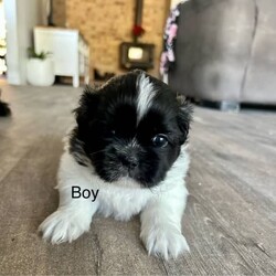 Shih Tzu ready now/Shih Tzu/Both/Younger Than Six Months,Litter of 5 - 3 left Shih Tzu Puppies ready nowBORN: 5TH NOVEMBER 2023 - READY FOR THEIR FOREVER HOMESBoy TricolourBoy Black and white1 GIRL Black white chestPUPPYS ARE VACCINATED AND CHIPPED AND VET CHECKEDGorgeous little chatacters. Perfect family pet! 