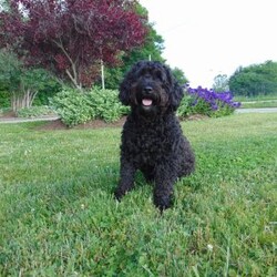 Sebastian/Portuguese Water Dog									Puppy/Male	/6 Weeks,Meet Sebastian ,Full of sweet joy! Portuguese Water Dogs are very gentle and love attention . They have the softest coats and are very hypoallergenic . Portuguese originally were used on the docks and where bred to be working dogs for small ships so with these smarts they are very trainable and love to please you ! Now for Sebastian , he is being raised in a family setting , being born in our house . He is usd to our goldendoodle ,us and our little son . If you are looking to add a wonderful little companion to your life then look no further ! Our hope is that she can bless your family as much as her mom Mia has blessed ours ! Sebastian will be around 40 pounds full grown.