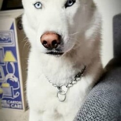 Pure Breed: Siberian Husky Puppies (1 White Boy LEFT!)/Siberian Husky/Both/Younger Than Six Months,Registered Breeder with National Companion Pets Institute: 9003093Our puppies are raised in a loving family environment with plenty of socialization and attention. We take great care to ensure that each puppy is healthy, happy, and ready to become a beloved member of your family.So why wait? Contact us today to learn more about our available Siberian Husky puppies and find your new best friend!Please conduct research on the breed before considering a husky for your family.Availability (Available from 08 December 23) :Boy 1 White = HomedBoy 2 White = AvailableBoy 3 Sable/White = HomedGirl 1 White = HomedGirl 2 White = Homed
