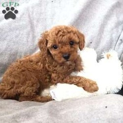 Starr/Miniature Poodle									Puppy/Female	/7 Weeks,Meet Starr, a Miniature Poodle puppy with a playful personality! This curly coated pup is vet checked and up to date on shots and wormer. Starr comes with a health guarantee provided by the breeder. This perfect pup is family raised with children and is well socialized. Parents are on premises! To find out more about Starr, please contact Emily today!