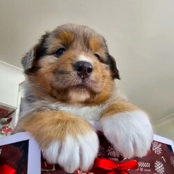 Australian Shepherd Pups for Sale/Australian Shepherd Dog/Female/Younger Than Six Months,*UPDATE 14/12/23 - Puppies are ready for visits. Bookings are essential and filling fast. A few spots are left for the upcoming weekend. Must have done the screening first.Introducing Sandcastle Aussies' Spectacular Litter of Purebred Australian Shepherds!Meet Our Lovable Aussie Pups•	Date of Birth: November 12th 2023•	Rehome From: January 7th 2024•	Blue Merle’s (Males only) and Black Tris (Both Male and Females)•	Breeder Registration: Sandcastles Aussies, BIN# B001082567, RPBA No#11549Family Companions•	Highly sociable, raised around children and other animals•	Parents boast strong family lines with farm experienceHealth & Wellness•	Regular vet checks for both Pup’s and Parents•	Wormed, Vaccinated, Microchipped, and Vet health checked•	Parents DNA tested shared if requestedWe include•	A small puppy packs for their new homes.•	6 Weeks Pet Insurance (activation & acceptance of T&C's required).•	Updates and photos documenting their early journey.Pricing & Varieties•	We charge more for Merles and Females•	Vaccinated and health checked before leaving.•	Desexing: Please discuss, as it depends on the pup's welfare, age, and development.Home Visits•	Bookings essential for required visits•	For interstate buyers, F2F meetings via Facetime or Zoom are required.Interstate Transport•	Door-to-door transport organised at buyer's expense.Verification•	Check us out on the RPBA website.•	Mother microchip: 93400090262488Application Process•	Applications filling fast! (We have a 5 Step Approval Process)•	Initial Contact and Screening:1a. Prospective owners are required to send a brief email to san******@******com, introducing themselves and explaining their interest in adopting a new family member. REVEAL_DETAILS 1b. The email should include your contact number and a preferred time for a follow-up phone or video call. Please provide information to your comfort level without disclosing sensitive personal details.1b. Additionally, we require a non-family personal reference, along with the name and contact details of your intended veterinarian.Discover the Heart and Soul of Sandcastles AussiesAt Sandcastle Aussies, our puppies are more than just pets; they are an integral part of our large, loving family. Nestled in the warmth of our family home, surrounded by children's laughter and the companionship of other pets, our Australian Shepherd puppies grow in an environment filled with love, care, and social interaction.From their first breath, these puppies are raised inside our home, ensuring they are well-adjusted, sociable, and familiar with the daily rhythms of family life. This early exposure to a diverse range of experiences shapes them into well-rounded, confident, and affectionate companions, ready to seamlessly integrate into their new homes.Our commitment to the well-being and proper placement of each puppy extends far beyond our doorstep. With the last litter, we have proudly placed our puppies all over Australia – 2 in Western Australia, 2 in South Australia, 2 in Victoria, 1 in Queensland, and 3 in New South Wales. Each of these puppies has become a cherished member of their new families, and their owners can attest to the meticulous care, effort, and love we invest in every stage of our puppies' development and training.The families of our past litters stand as a testament to our honesty, care, and unwavering commitment to ensuring that every puppy only goes to a loving, nurturing environment. Their experiences with our puppies are a true reflection of our dedication as responsible breeders.At Sandcastle Aussies, we pride ourselves on being far more than just breeders; we are guardians of a family legacy that spans over 60 years. Our extensive history in breeding is a clear statement of our passion and commitment. We are not 'backyard breeders'; we are custodians of a rich heritage, dedicated to the health, well-being, and happiness of every Australian Shepherd that comes from our home.