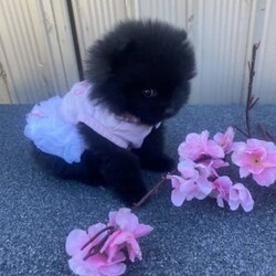 RARE Chocolate Carrier/Pomeranian/Female/Younger Than Six Months,Rare Chocolate Carrier Puppies AvailableA Very RARE Opportunity to own a Chocolate Carrying Pomeranian PuppyStunning Thick Coats , Doll FaceMother Is Pure Chocolate Toy Pomeranian Weighs Only 1.7kgFather Toy Pure Black DNA Cleared 