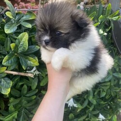 RARE Chocolate Carrier/Pomeranian/Female/Younger Than Six Months,Rare Chocolate Carrier Puppies AvailableA Very RARE Opportunity to own a Chocolate Carrying Pomeranian PuppyStunning Thick Coats , Doll FaceMother Is Pure Chocolate Toy Pomeranian Weighs Only 1.7kgFather Toy Pure Black DNA Cleared 