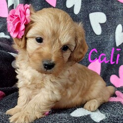 Cali/Toy Poodle Mix									Puppy/Female	/6 Weeks,Meet sweet lil cuddly Cali!! Family raised with tender loving care and is well socialized with children and adults Caring heart and sweetness made for a special friend who will always be there comforting you with lots of love!! We have 3 children so our fur-babies get lots of attention!! If you would like to schedule a visit contact me Susan and will arrange a visit! You would get along vet certificate, microchip numbers, health records, warranty thats good for up to 1 year and a lil baggy food! 