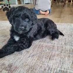 Jose/Portuguese Water Dog									Puppy/Male	/6 Weeks,Happy-go-lucky, sweet.  Loves to play with our boys; raised in our home with our family. Mother is our indoor family pet. Parents have had genetic testing done with clear results and hips evaluated with good results.