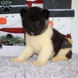 Brazer/Akita									Puppy/Male	/13 Weeks,Introducing Brazer, our spirited Akita puppy ready to become the heart and soul of your home. Brazer is a bundle of fluffy joy with a striking coat that showcases the majestic beauty of the Akita breed. From the tip of his button nose to the curl of his plush tail, this little guy exudes a captivating mix of strength and charm. His expressive eyes twinkle with intelligence, reflecting the breed’s renowned loyalty. This baby is more than just a puppy; he’s a promise of steadfast companionship and unwavering devotion. Raised with love and care, our puppies are well-socialized and ready to share a lifetime of adventures with a family who appreciates the noble qualities of the Akita breed. With each confident stride and gentle nuzzle, Brazer is poised to leave paw prints on your heart and create lasting memories in your home.
