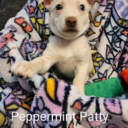 Adopt a dog:Peppermint Patty/Chihuahua/Female/Baby,12/25/23: Foster to adopt homes needed!

We hope everyone is having the happiest of holidays, surrounded by loved ones and furry friends. With things winding down now, we would like to introduce some of our newest arrivals that will be ready to go to foster to adopt homes later this week! 

Applications are now open for our Peanuts litter of puppies!  These 7 babies are Chihuahua mixes, 3 boys and 4 girls that are turning 8 weeks old this week! Momma was a 12# white Chihuahua that the owners kept and we will help them get her spayed, we are wondering if dad may be a Pomeranian due to some of the pups being a bit fluffy, having small pointy ears and curly tails. We believe the pups will be 10-15# full grown and all are super sweet, very bouncy and resemble little polar bear cubs. Due to their breed mix, they will likely be more playful, active pups rather total lap dogs so homes with small, active pets would likely be a great match for them!

Everyone meet Lucy,  Linus, Marcie, Snoopy, Peppermint Patty, Sally and Woodstock, our Peanuts Gang!

We will be reviewing applications the next few days and would like to set up meet and greets toward the end of this week.

Due to their current age, size and energy levels,  foster to adopt requirements are:

Living within 80 miles of Adams, NY so follow up veterianary visits can made until they are spay/neutered and ready to be adopted.
Having previous/current pets in annually at a local veterinary office and up to date on vaccines as well as spay/neutered. 
Since they are puppies, they should be ok with both cats and small dogs (under 30#) in the home. 
Due to their current size and disposition,  we are looking for homes with children over 10 years old.
Willing to have current dogs/family members come to a meet and greet to meet the pet and be sure an acceptable match.
Having time available to care for, socialize and start training of a new pet.
Preference will be given to homes with previous dog experience.

An adoption donation of  $475 is being asked when their adoption is finalized in 4-6 weeks after they are spay/neutered to cover a portion of her veterinary and care fees. 

Please help us to continue helping those that knock on our doors!

Apply to foster to adopt: https://form.jotform.com/Meowchatz/pet-adoption-application-form

Please copy and paste a completed adoption application from our homepage with your inquiry if you would like a response back. We get multiple inquires each day with only an hour of 
