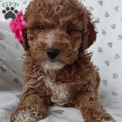 Gracie/Miniature Poodle									Puppy/Female	/7 Weeks,Meet sweet lil cuddly Gracie!! Family raised with tender loving care and is well socialized with children and adults Caring heart and sweetness made for a special friend who will always be there comforting you with lots of love!! We have 3 children so our fur-babies get lots of attention!! If you would like to schedule a visit contact me Susan and will arrange a visit! You would get along vet certificate, microchip numbers, health records, warranty thats good for up to 1 year and a lil baggy food! 