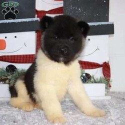 Brazer/Akita									Puppy/Male	/13 Weeks,Introducing Brazer, our spirited Akita puppy ready to become the heart and soul of your home. Brazer is a bundle of fluffy joy with a striking coat that showcases the majestic beauty of the Akita breed. From the tip of his button nose to the curl of his plush tail, this little guy exudes a captivating mix of strength and charm. His expressive eyes twinkle with intelligence, reflecting the breed’s renowned loyalty. This baby is more than just a puppy; he’s a promise of steadfast companionship and unwavering devotion. Raised with love and care, our puppies are well-socialized and ready to share a lifetime of adventures with a family who appreciates the noble qualities of the Akita breed. With each confident stride and gentle nuzzle, Brazer is poised to leave paw prints on your heart and create lasting memories in your home.
