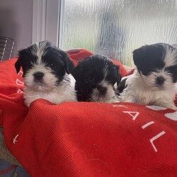 Kennel club  Registered LHASA APSO  puppies/Lhasa Apso/Mixed Litter/2 months,Lhasa puppy’s for sale both parents are health tested and they have been raised in the home.I have mum and dad who are both Kc reg,  and show dogs  , lots of advice and forever aftercare.  Wormed and microchipped 
Lhasa Apso are a hypoallergenic breed  so suitable for people with allergies .
They are being exposed to different people, and 
animals also,household noises, They are getting used to being groomed, bathed, handled. Toilet training has started and they are clean tovernight with a  trip outside to toilet in the during the night. 
They are sweet, playful  puppies and will be a great addition to the right families! They really full of personality They are very confident  You would struggle to find pups better socialised than  this litter