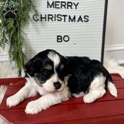 Bo/Mini Bernedoodle									Puppy/Male	/7 Weeks,Bo is an adorable F2b mini bernedoodle. Mom is a 35-40lb F1 and dad is a 20lb F1b and both are non shedding. The puppies are raised in our home with ENS training and lots of socialization with kids. Bo has been vet checked and will have all vaccines. 