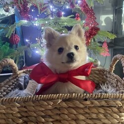 Puppies puppies German spitz/German Spitz/Both/Younger Than Six Months,German spitz /Pomeranian pupsFully vaccinated , microchipped and vet checked11 weeks old and waiting to go to their forever loving new FamilyWe are in Chittering 