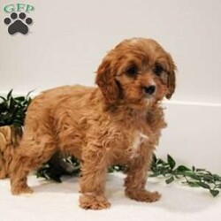 Jasper/Cavapoo									Puppy/Male	/8 Weeks,Meet jasper an adorable red cavapoo. He is so friendly and energetic. Call or text for more info.
