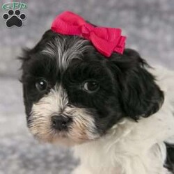 Hannah/Havanese									Puppy/Female	/11 Weeks,Introducing Hannah, an adorable Black and White Havanese puppy ready to steal your heart and fill your home with boundless joy! With his fluffy golden fur and soulful eyes, Hannah is a bundle of playful energy and sweet affection. This little adventurer is eager to explore the world, tail wagging with excitement at every new discovery. From gentle cuddles to enthusiastic playtime, Hannah is the perfect blend of charm and loyalty. Consider making your home complete by welcoming Hannah into your family, where his wagging tail and warm heart will undoubtedly bring endless smiles and happiness.