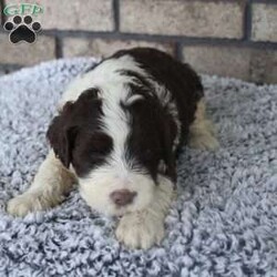 Maverick/Portuguese Water Dog									Puppy/Male	/5 Weeks,Meet maverick our cute fluffy portuguese waterdog puppies. They love to cuddle, play, an love attention, they are well socialized, they are great with kids perfect addition to your family they make the best companions for you! Maverick is upto date on shots, deworming, microchipped, an vet checked. You will also receive an one year health guarantee! Call or text for more info.