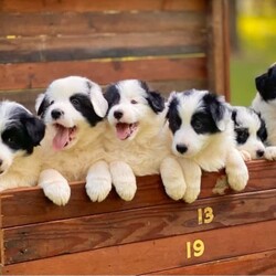 Adopt a dog:Border Collie Puppies Longhair/Border Collie/Both/Younger Than Six Months,We have 5 gorgeous purebred Border Collie (long haired) pups available from 10th January 2024.All pups NOW $1200 (was $1500)All Black and WhitePup 1 (pink) FEMALE - Wendy ~ SOLDPup 2 (purple) FEMALE - Harley QuinPup 3 (blue) MALE - CookiePup 4 (green) MALE - Jack SparrowPup 5(orange) - MALE - BorisPup 6 (red) - MALE - PBPups have been wormed at 2, 4 and 6 weeks. Have been vaccinated and microchipped.Each puppy will come with a puppy pack including:- a blanket that smells like Mum and siblings.- a soft toy to snuggle with- a ballBoth Bella (Mum) and Bandit (Dad) have very loving natures, are both loving family members and enjoy being around people. The puppies have been exposed to family friends, children, cats, chickens and other dogs from the family.Border Collies are a very active breed and require a large yard and must get very regular exercise. Please keep this in mind when considering purchasing your puppy.Puppies are located in Tamworth (Regional NSW). I may be able to meet buyers within a couple hours drive. A deposit will be required to secure a pup & weekly updates and photos will be given.