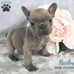 Harley/French Bulldog									Puppy/Male	/8 Weeks,Harley is a grey French Bulldog puppy born on 11/13/2023, one of a litter of 4 puppies. He is a sweet little thing and enjoys playing with our children.