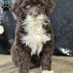 Mocha/Portuguese Water Dog									Puppy/Female	/9 Weeks,Meet Mocha!  She is the pick of her litter with her chocolate and white coat and great green eyed.  She is beautiful,smart, and loving.  Mocha has been vet checked, wormed and is up to date with shots.  Call now before she is gone 