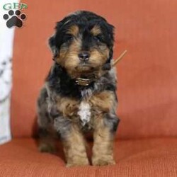 Miles/Mini Aussiedoodle									Puppy/Male	/9 Weeks,Meet Miles. He is a handsome, friendly MINI Aussiedoodle pup who is looking for his forever family. Miles is up to date on all his shots and worming, de wormed, and vet checked. His mom is a Mini Aussie and his dad is a Mini Poodle.