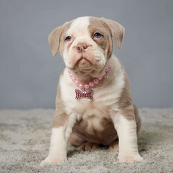 Chloe/English Bulldog									Puppy/Female	/7 Weeks,Meet Chloe, the adorable English Bulldog! Chloe is an IOEBA registered English Bulldog who has been lovingly raised by a caring family. This charming pup has been given the best start in life, with a vet check-up, up-to-date vaccinations, and a diligent deworming schedule. Now, Chloe is on the lookout for her forever home, where she can share her irresistible charm and affection with a loving family. With her wrinkled face and sweet disposition, Chloe is sure to steal your heart and become the perfect addition to your home. Give Chloe the love and care she deserves, and you’ll have a loyal companion for life.