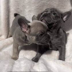 Adopt a dog:Blue frenchbulldogs with pedigree papers/French Bulldog/Female/Younger Than Six Months,Quality bred French bulldog puppy.Last 2 boys availableBlue boy carrying coco and tan $3000 pet price.Blue fawn sable boy carrying coco and tan $3000 pet pricecomes with pedigree papers.please call or text ben on ******3194 REVEAL_DETAILS Ready for new homes on the 10th of jan.MBDA registered.Looking for her forever homeRaised around children and other animals.micro chippedvaccinatedAll over good structuremessage or call for mains prices.Any questions please message me.