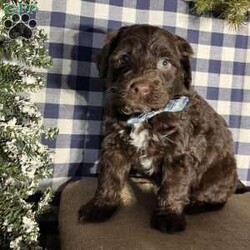 Benny/Portuguese Water Dog									Puppy/Male	/6 Weeks,Benny the Portuguese Water Dog is the ideal family dog–intelligent, friendly, active but ready to relax, affectionate and loving! 