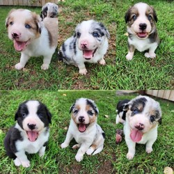 Adopt a dog:6 x Long Hair Purebred Border Collie Puppies/Border Collie/Female/Younger Than Six Months,PB and J Borders are excited to announce Luna and Wasabi's final litter!Will be ready for their furever homes on the 5th of February, perfect present for valentines dayLuna is a lilac merleWasabi is black and white triProven temperaments in previous puppies, both mum and dad have been DNA tested for genetic diseases