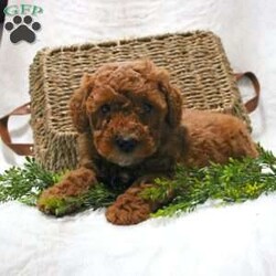 Sarge/Mini Goldendoodle									Puppy/Male	/8 Weeks,Here comes a delightful Mini Goldendoodle puppy with lots of love to share! This charming little puppy is up to date on shots and dewormer and vet checked. They are very sweet and looking for a home to call their own! If you would like to learn more please feel free to call us! 