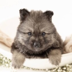 Pomsky puppies - ready for their forever homes/Siberian Husky/Both/Younger Than Six Months,We have a beautiful litter of pomsky puppies looking for their forever homes. They are 7 weeks old currently, so they will ready to go home next week (as of the 3rd of January).They received their first vaccination, microchipping and vet health check at 6 weeks old - which you will receive paperwork of this - from our amazing vets that we love and trust.Pomskys are a cross between the Siberian Husky and the Pomeranian. The cross between the two breeds creates a confident, playful, loving and sociable pup. They are the perfect pup for any family.Our pups are raised in our family home, around our family pets and our children so they are well socialised and handled by the time they come home to you.We have a range of colours available. Prices vary from $1800-$5000 depending on colour. All husky markings and chocolates are $5000.We welcome visits, and are also able to transport interstate if you are not on the Gold Coast. Please feel free to reach out via message, phone or social media if you’d like more info.Facebook - Pomskys & Aussie Poms Gold CoastInstagram - fluffy_duffy_puppiesBIN: 0010706365198RPBA: 5259