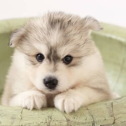 Pomsky puppies - ready for their forever homes/Siberian Husky/Both/Younger Than Six Months,We have a beautiful litter of pomsky puppies looking for their forever homes. They are 7 weeks old currently, so they will ready to go home next week (as of the 3rd of January).They received their first vaccination, microchipping and vet health check at 6 weeks old - which you will receive paperwork of this - from our amazing vets that we love and trust.Pomskys are a cross between the Siberian Husky and the Pomeranian. The cross between the two breeds creates a confident, playful, loving and sociable pup. They are the perfect pup for any family.Our pups are raised in our family home, around our family pets and our children so they are well socialised and handled by the time they come home to you.We have a range of colours available. Prices vary from $1800-$5000 depending on colour. All husky markings and chocolates are $5000.We welcome visits, and are also able to transport interstate if you are not on the Gold Coast. Please feel free to reach out via message, phone or social media if you’d like more info.Facebook - Pomskys & Aussie Poms Gold CoastInstagram - fluffy_duffy_puppiesBIN: 0010706365198RPBA: 5259