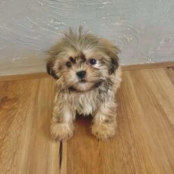 3/4 Shih Tzu 1/4 Maltese Puppies/Shih Tzu/Both/Younger Than Six Months,These gorgeous 3/4 Shih Tzu, 1/4 Maltese puppies are of the most divine nature. They are ready to go to their new forever homes.Each pup is microchipped, vaccinated, wormed & flea treated.Dad is a Purebred Shih Tzu weighing 4.5kg. Mum is a Shih Tzu X Maltese weighing 4kg. Both parents are available for viewing.The pups have been toilet training on grass.Pick up from Kentlyn, NSW.Please contact us on ******** 509. We are also happy to arrange a video call. REVEAL_DETAILS Please no time wasters, serious enquiries only.FIND US ON INSTAGRAM @Pupsrus_auMicrochip numbers:941000027952769941000027952771941000027952759941000027952768RPBA #: 2553Puppies are similar size to Yorkshire Terriers, Silky Terriers, Toy Poodles, Toy Cavoodle, Maltese, Dachshund & Pug.