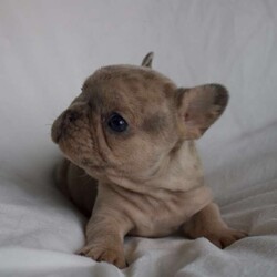 Max/French Bulldog									Puppy/Male	/7 Weeks,Hello, my name is Max, I’m so glad your here! I’m a male French bulldog and I’m looking for a forever home! 