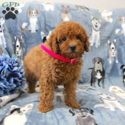Passion/Miniature Poodle									Puppy/Female	/9 Weeks,Are you looking for a puppy who is both intelligent and affectionate? Miniature Poodles are one of the most trainable breeds and we strive to raise only the best Miniature Poodle puppies. If you are looking for a healthy puppy who is up to date on shots and dewormer and vet checked, contact us today!