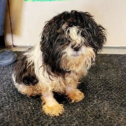 Adopt a dog:Janet/Shih Tzu/Female/Senior,Janet is a senior girl with some old lady troubles with her sight, hearing and gait.  Her ideal new home would pamper her to pieces so she can enjoy her golden years with the comfort and love of a true family!