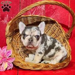 Melody/French Bulldog									Puppy/Female	/5 Weeks,Melody is a stunning chocolate tan Merle fluffy carrier Akc registered frenchy puppy! Up to date with all shots and dewormings will come with a one yr genetic health guarantee! Family raised and well socialized! Ground delivery is available right to your door! Contact us today to get your new family member!